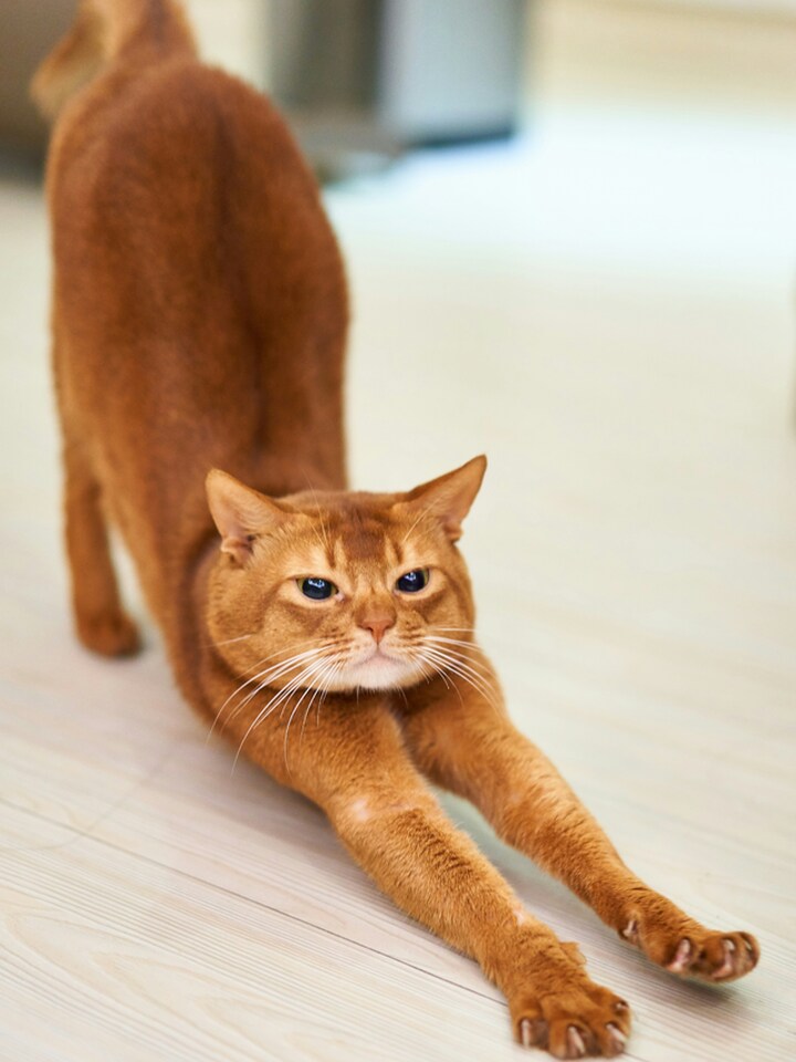 高級デリヘル｜平井遥香