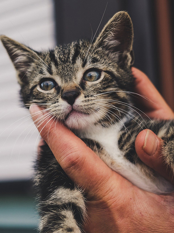 高級デリヘル｜平井遥香